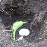 Shocked to See What Happened When He Put an Egg and a Banana in the Ground!