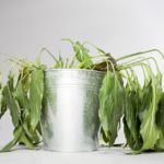 3 Ingredients That Will Bring Your Favorite Plant Back to Life