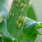 5 Natural Ways To Get Rid of Aphids in The Garden