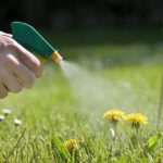DIY: Make Your Own 100% Natural Weed Killer With 3 Ingredients