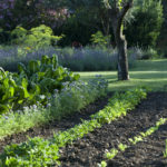 15 Expert Harvesting Tips for Every Novice Gardener