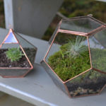 How To Make a Terrarium : Pictures and Step-by-Step Ideas