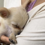 A Cute Puppy Is Abandoned at Airport With a Devastating Note From The Owner