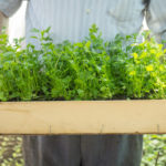 Here’s How To Keep Your Herbs Longer In Really Easy Steps