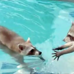 A Raccoon Was Caught Trying To Save His Brother From Drowning in a Pool
