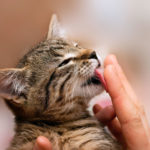 What does it mean when your cat licks you?