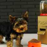 Easy Steps To Build Your Own Dog Food Dispenser
