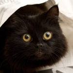 Do You Understand What Your Cat Is Trying to Tell You?