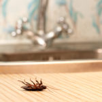 Never get any cockroaches in your home again with these tips