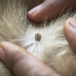 How to identify and remove ticks from your pet