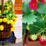 These fruits can be grown on a balcony