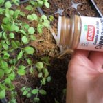 Here is why you should put some cinnamon on your plants