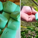 Here is why you should put some Irish Spring soap in your garden