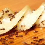 Ants won’t enter your home thanks to these simple tricks