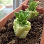 10 Fruits And Vegetables To Grow At Home