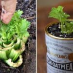 Find out how to get a garden full of vegetables with leftover food