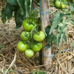 12 Helpful Tips to Grow Tasty Tomatoes This Summer