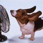 Your Pet May Be In Danger If It Gets Too Hot, Here’s What You Should Do