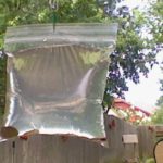 Get Rid of Bugs With This Very Useful Simple Trick