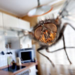 Keep flies away with this essential oil spray