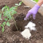 15 brilliant ways to use Epsom salt in your house and your garden