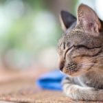 10 signs that your cat isn’t happy at home