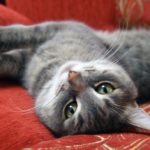 Here’s How to Keep Your House Clean If You Have Pets