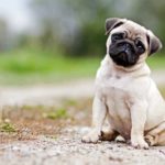 Here is The Top 15 Most Loyal Dog Breeds You Can Find